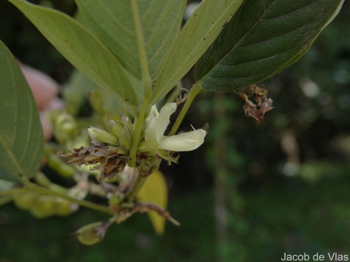 Dendrolobium triangulare (Retz.) Schindl.